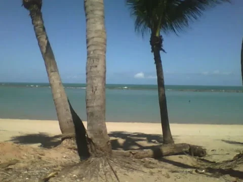 Recording the beach from afar beside 3 coconut trees, stunning view Stock Footage 163684947