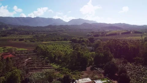 Recording of a beautiful vegetation Stock Footage 154778748