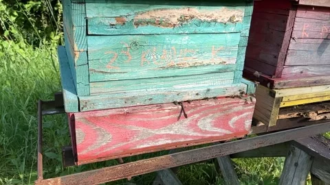 Recording of bees in their activity when entering the hive Stock Footage 247740279