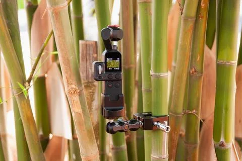 Recording event with camera setup amidst bamboo forest nature outdoor adven.. Foto stock
