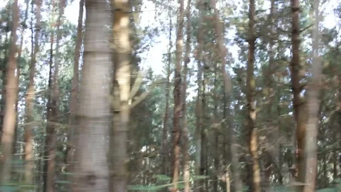 Recording nature while moving in a car Stock Footage 219251399