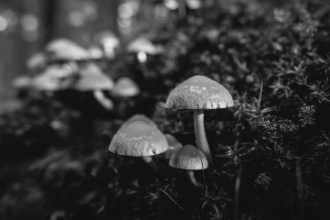 Recording of Pale brittlestem on moss-covered deadwood - black and white Stock Photos