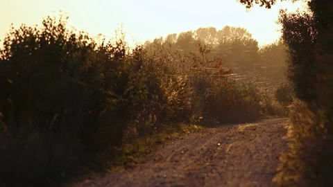 Recording a path in autumn. In the backlight of the sun, spider webs and flying Stock Footage 239113186