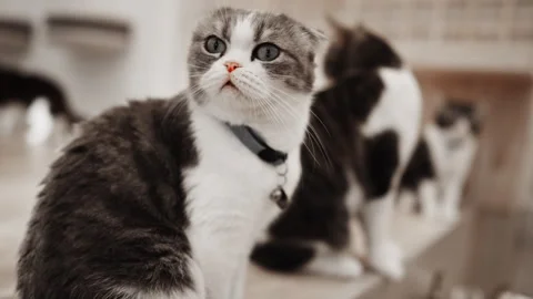 A recording of a Scottish Fold cat in a seated position. Stock Footage 265793796