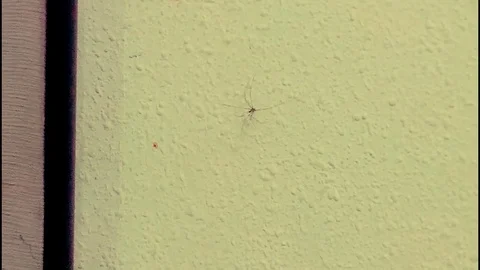 Recording of a spider crawling near to me on the office wall. Stock Footage
