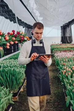 Recording tulip growth data electronically, Young technician tracking plant 写真素材