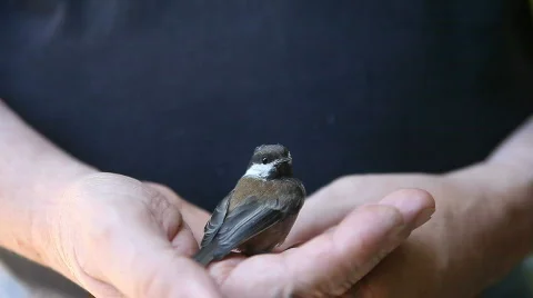 Recovering bird Stock Footage 785597