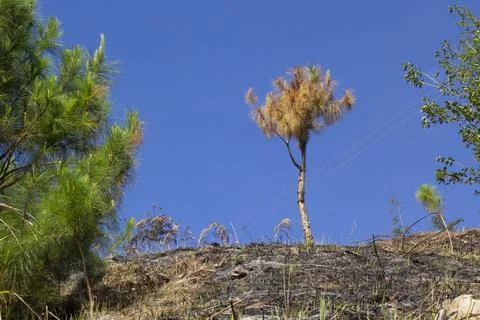 Recovering burned pine tree Stock Photos