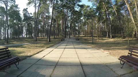 Recreation area in a coniferous pine forest park Stock Footage 260474465