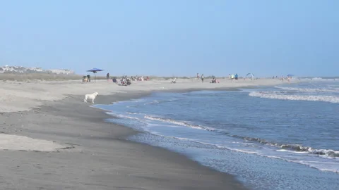Recreation with umbrella on Charleston beach Stock Footage 252240433