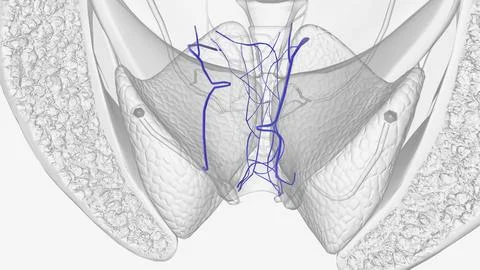 The rectal venous plexus (or hemorrhoidal plexus) surrounds the rectum, and c Stock Illustration
