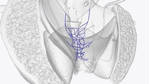 The rectal venous plexus (or hemorrhoidal plexus) is the venous plexus surrou Stock Illustration
