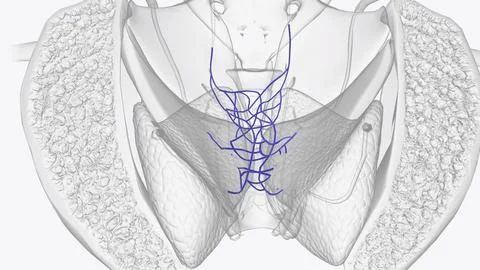 The rectal venous plexus (or hemorrhoidal plexus) is the venous plexus surrou Stock Illustration