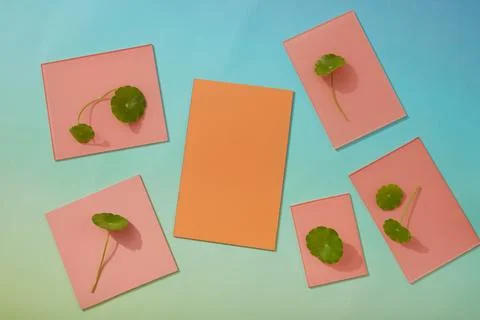 Rectangle acrylic sheets with coral and pink colors decorated with few fresh  Foto stock