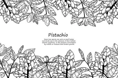 Rectangle botany pistachio frame Stock Illustration