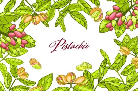 Rectangle color botany pistachio frame Stock Illustration