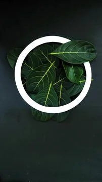 Rectangle creative layout made of green leaves background, copy space flat lay Stock Photos