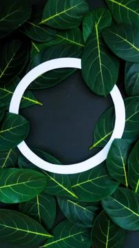 Rectangle creative layout made of green leaves background, copy space flat lay Stock Photos