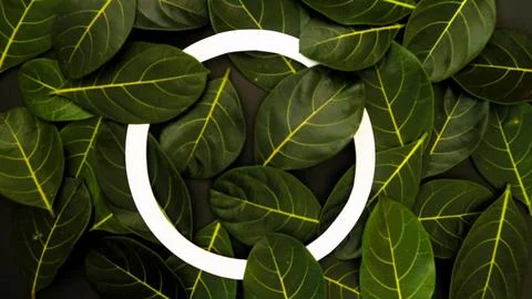 Rectangle creative layout made of green leaves background, copy space flat lay 写真素材