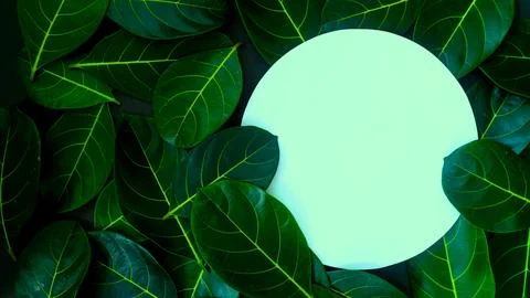 Rectangle creative layout made of green leaves background, copy space flat lay Stock Photos