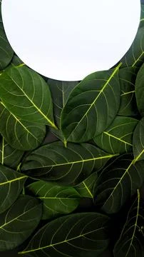 Rectangle creative layout made of green leaves background, copy space flat lay Stock Photos