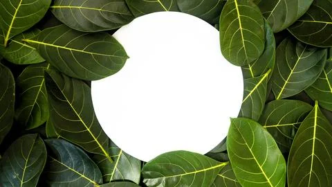 Rectangle creative layout made of green leaves background, copy space flat lay Stock Photos