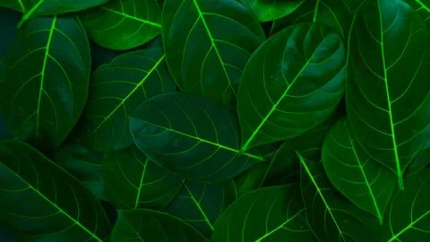 Rectangle creative layout made of green leaves background, copy space flat lay Stock Photos