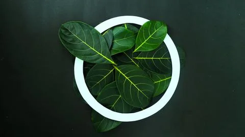 Rectangle creative layout made of green leaves background, copy space flat lay Stock Photos