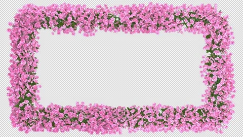 Rectangle Floral Frame Pink Blooming Flowers HD Stock Footage 201681469