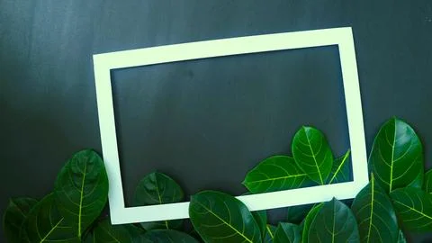 Rectangle frame layout made of green leaves background, copy space for  texting Stock Photos