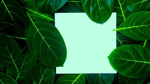 Rectangle frame layout made of green leaves background, copy space for  texting Stock Photos