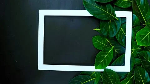 Rectangle frame layout made of green leaves background, copy space for  texting 写真素材