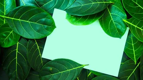 Rectangle frame layout made of green leaves background, copy space for  texting Foto stock