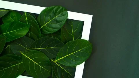 Rectangle frame layout made of green leaves background, copy space for  texting Stock Photos