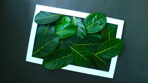 Rectangle frame layout made of green leaves background, copy space for  texting Stock Photos