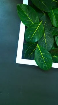 Rectangle frame layout made of green leaves background, copy space for  texting Stock Photos