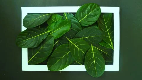 Rectangle frame layout made of green leaves background, copy space for  texting Stock Photos