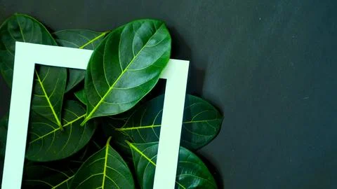 Rectangle frame layout made of green leaves background, copy space for  texting Stock Photos