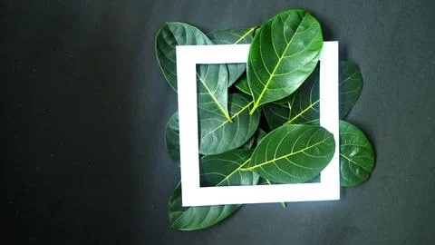 Rectangle frame layout made of green leaves background, copy space for  texting 写真素材