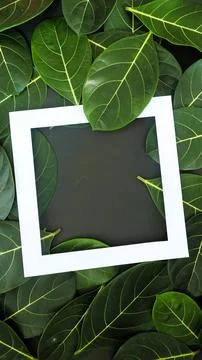 Rectangle frame layout made of green leaves background, copy space for  texting Foto stock