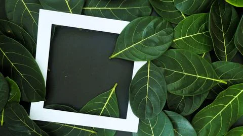 Rectangle frame layout made of green leaves background, copy space for  texting 스톡 사진