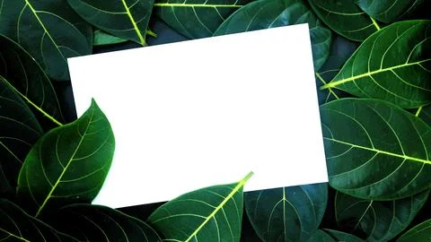 Rectangle frame layout made of green leaves background, copy space for  texting Stock Photos