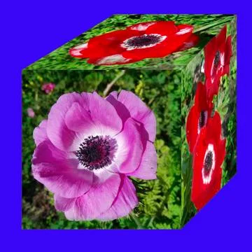 Rectangle with the image of flowers Stock Photos