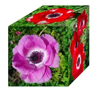 Rectangle with the image of flowers Stock Photos