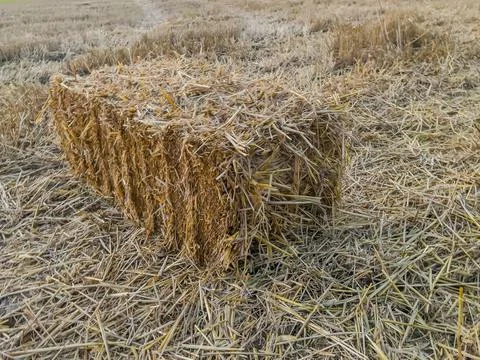 Rectangle straw bale in field Stock Photos