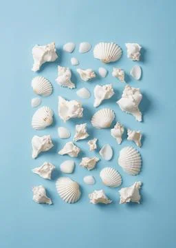 Rectangle of white shells on light blue background. Stock Photos