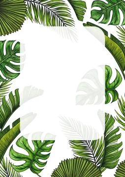 Rectangular A4 template for text with tropical palm leaves. Frame or border with Stock Illustration