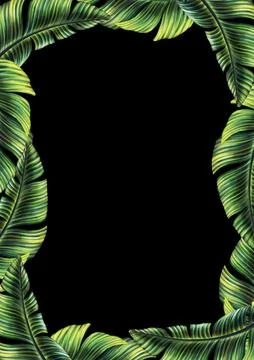 Rectangular A4 template for text with tropical palm leaves. Frame or border with Stock Illustration