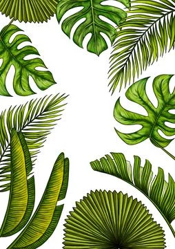 Rectangular A4 template for text with tropical palm leaves. Frame or border with Stock Illustration