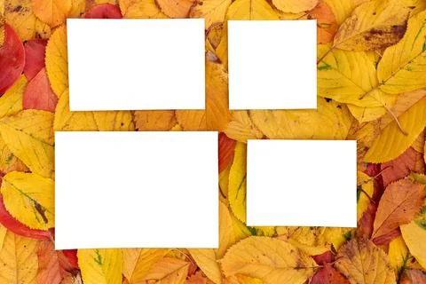 Rectangular and square white empty frames lie on the background of yellow leaves Foto stock